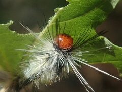 Lymantriinae
