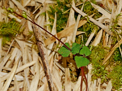 Image of Neottia Atayalica (Neottia atayalica) by (c) Jacy Chen, some rights reserved (CC BY)