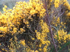 Acacia spinescens