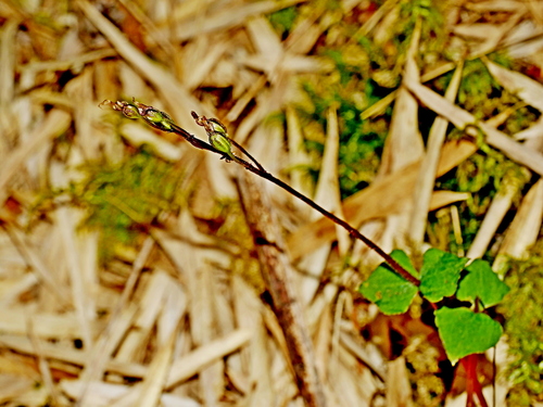 Image of Neottia Atayalica (Neottia atayalica) by (c) Jacy Chen, some rights reserved (CC BY)