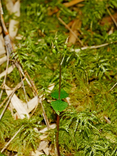 Image of Neottia Atayalica (Neottia atayalica) by (c) Jacy Chen, some rights reserved (CC BY)