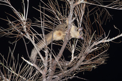 Petaurus breviceps ariel
