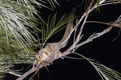 Petaurus breviceps ariel