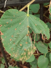 Eriophyes exilis