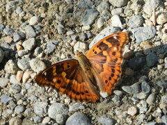 Apatura ilia