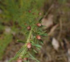 Pultenaea dentata
