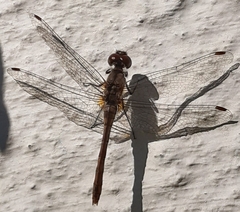 Sympetrum