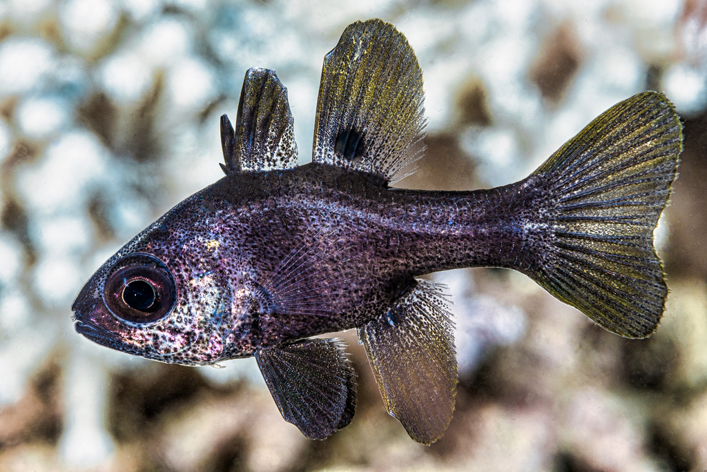 Photo of Black cardinalfish (Apogonichthyoides melas)