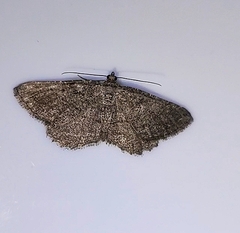 Rhoptria asperaria