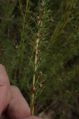 Pultenaea dentata