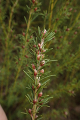 Pultenaea dentata