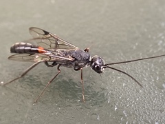 Aulacidae