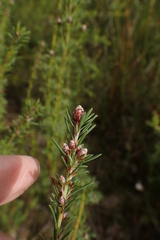 Pultenaea dentata