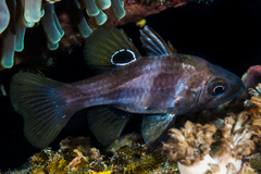 Apogonichthyoides melas