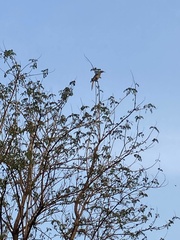 Ocyceros birostris
