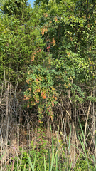 Berberis vulgaris