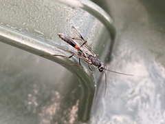 Aulacidae