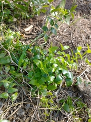 Asparagus asparagoides