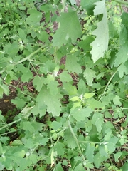 Chenopodium ucrainicum