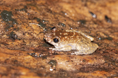 Litoria meiriana