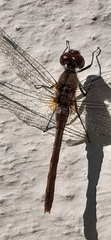 Sympetrum