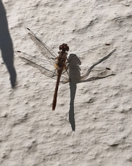 Sympetrum