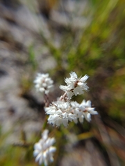 Polygonella