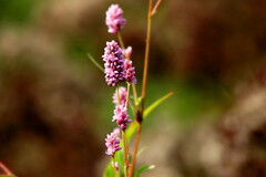 Persicaria