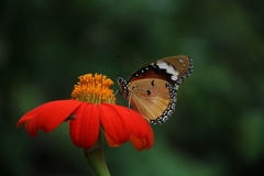 Hypolimnas misippus