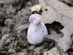 Laccaria ochropurpurea