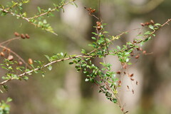 Bursaria spinosa spinosa