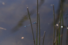 Enallagma circulatum