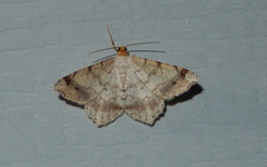 Macaria aequiferaria