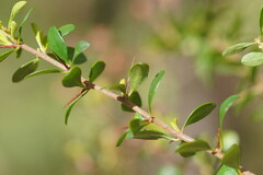 Bursaria spinosa spinosa