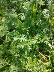 Blumenbachia insignis