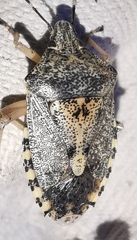 Rhaphigaster nebulosa