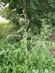 Chenopodium ucrainicum