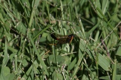 Therion circumflexum