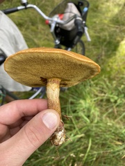 Suillus luteus