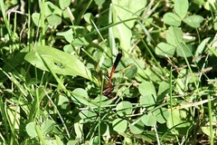 Therion circumflexum