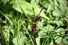 Therion circumflexum