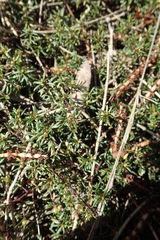 Pultenaea pedunculata