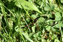 Therion circumflexum