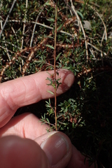 Pultenaea pedunculata