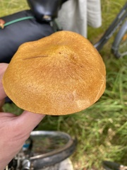 Suillus luteus