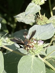 Physocephala sagittaria