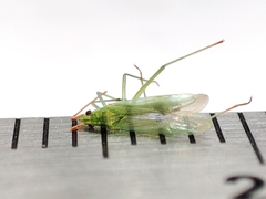 Trigonotylus