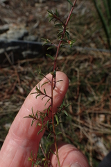 Pultenaea pedunculata