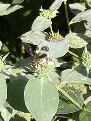 Physocephala sagittaria