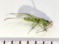 Trigonotylus